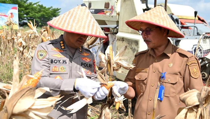 Polda Riau Panen Jagung 4 Hektare, Kolaborasi Tani dan Polisi Perkuat Swasembada Pangan
