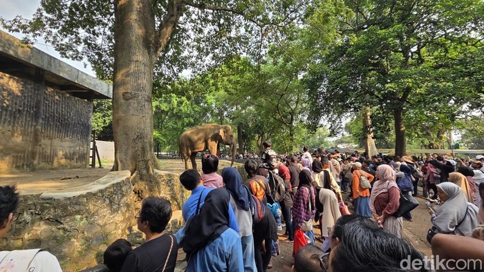 Rekor Baru Pecah, 135 Ribu Pengunjung Padati Ragunan di Hari Gratis HUT DKI