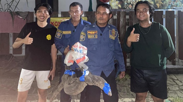 Biawak Masuk Rumah Warga di Bogor, Damkar Turun Tangan Evakuasi