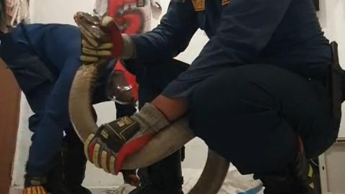 Hiii... King Cobra 3 Meter Masuk Rumah Warga di Bogor, Damkar Turun Tangan