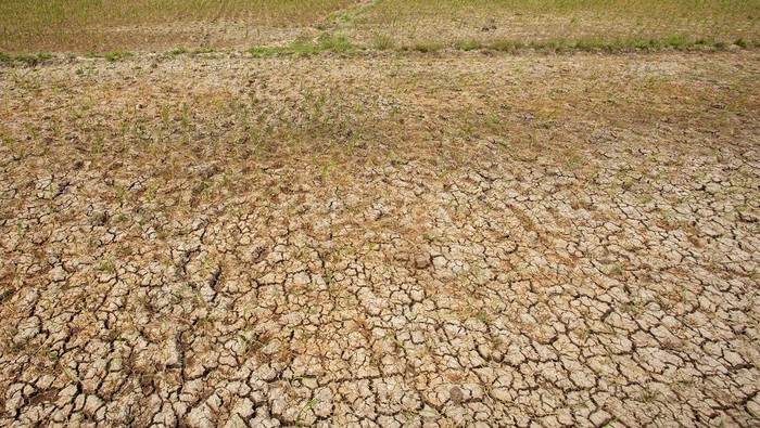 Catat! Mitigasi Sebelum, Saat, dan Sesudah Kekeringan