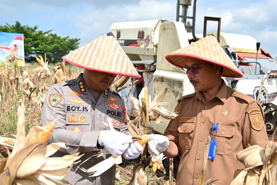 Dukung Swasembada Pangan, Polda Riau Panen Jagung 4 Hektare di Pekanbaru