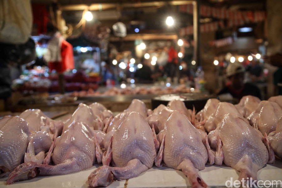 Jakarta - Keluhan para peternak mengenai merosotnya harga ayam hidup di tingkat kandang kini mulai tercermin di tingkat 