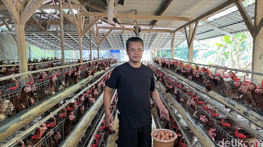 Dari Modal Nol, Nirin Kini Jadi Penggerak Usaha Ayam Petelur Berkat Dukungan KUR