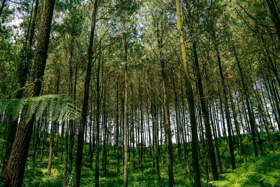 Agrowisata Kopi di Jawa Timur: Destinasi Edukasi dan Liburan yang Wajib Dikunjungi