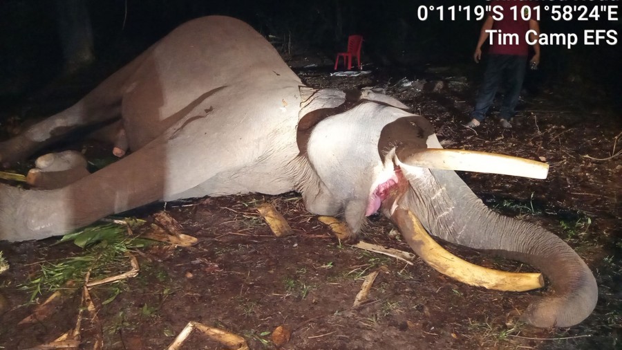 Gajah Indro Mati di TN Tesso Nilo