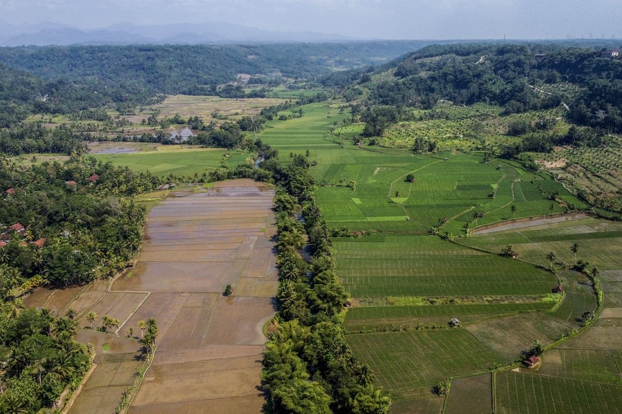 Pemerintah Percepat Penetapan LP2B untuk Lindungi Sawah dari Alih Fungsi
