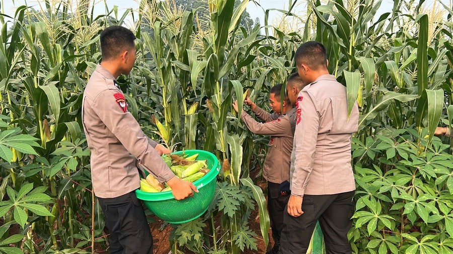 Brimob Polda Metro Panen Jagung untuk Dukung Ketahanan Pangan