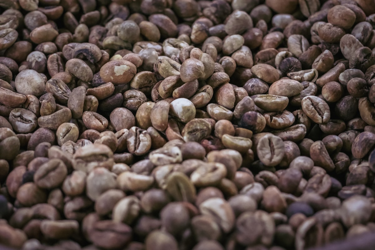 Kopi Luwak: Kemewahan Palsu di Balik Kopi Termahal Dunia