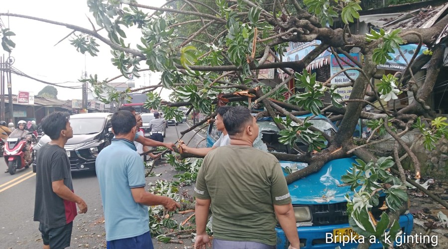 Pohon Kicopong 8 Meter Roboh di Simpang Talang Bogor, Satu Angkot dan Kios Tertimpa