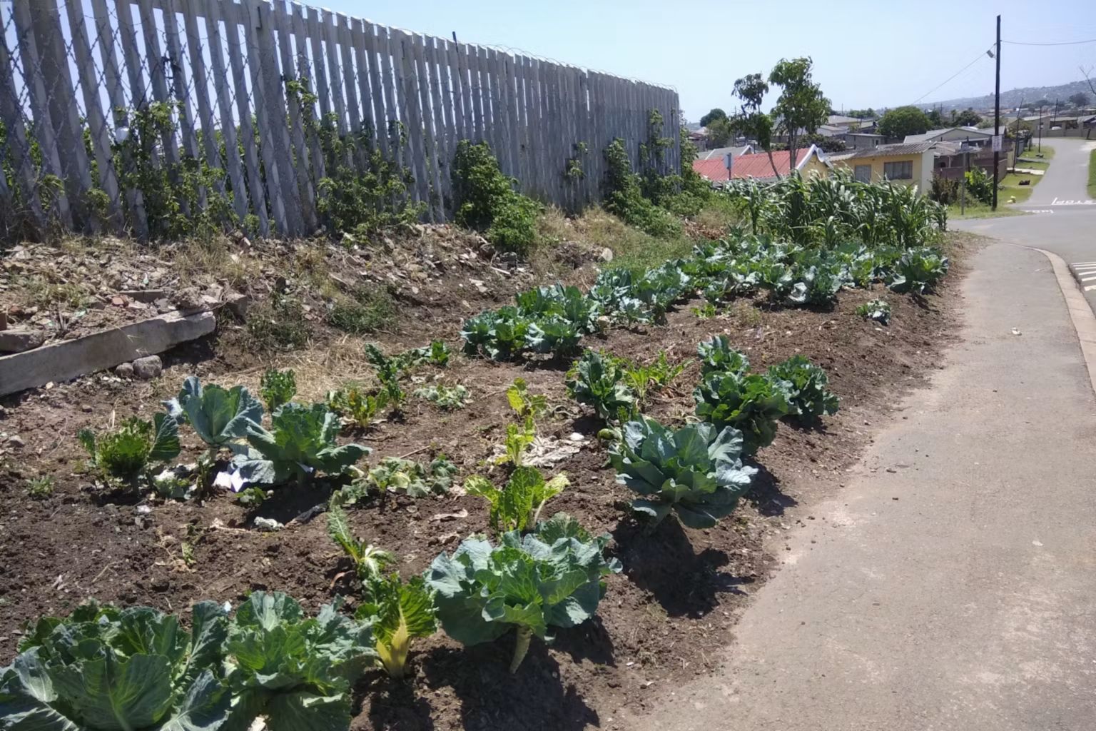 Urban Foraging Memburu Pangan Liar Kian Populer di Kota Afrika Selatan