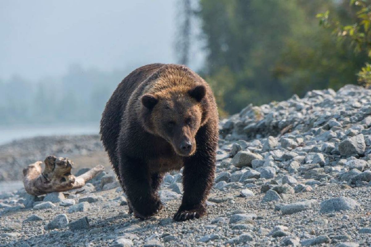 Beruang Serang Pendaki Wanita di Alaska, B.C. Perketat Pengawasan Narapidana