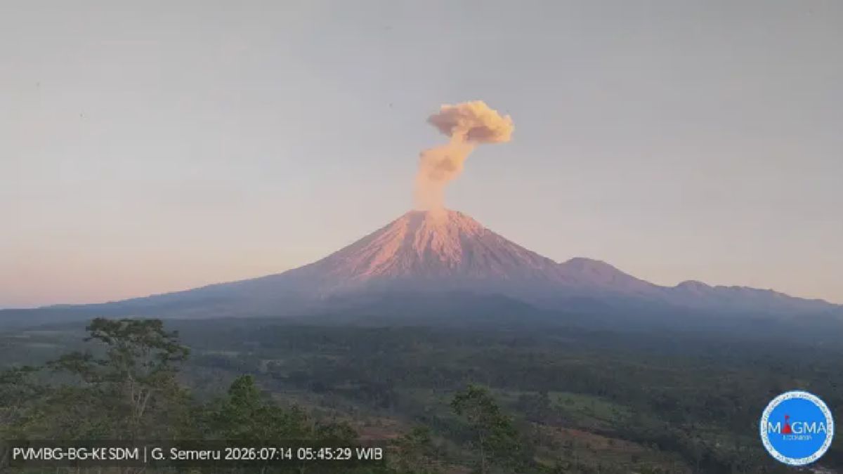 Gunung Semeru Erupsi dan Gajah Pelalawan Dipasangi Kalung GPS