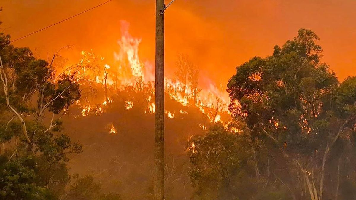 8 Kebakaran Hutan Terbesar dalam Sejarah Dunia, Ada RI?