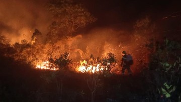 Mengapa Kebakaran Hutan Sulit Dipadamkan? Ini Alasannya Menurut Sains