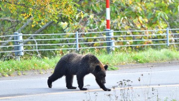 Ngeri, Turis Diserang Beruang Saat Jalan-jalan di Dekat Danau