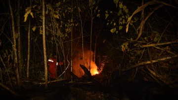 Aduh, Kebakaran Hutan di Berau Makin Dekat dengan Habitat Orang Utan