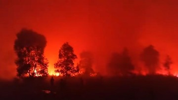 Taman Nasional Way Kambas Kebakaran, Gajah Liar Dipastikan Aman