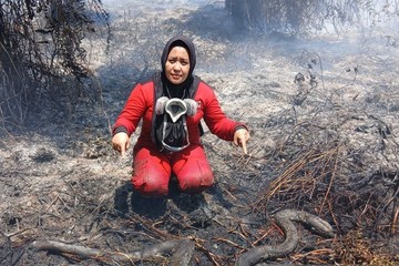 Karhutla Mengancam Satwa, Ular-Trenggiling Ditemukan Mati di Kalbar